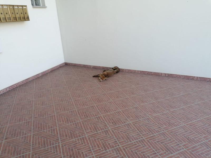 Recuperata una volpe accasciata nell'atrio di un condominio a Sant'Omero - Foto