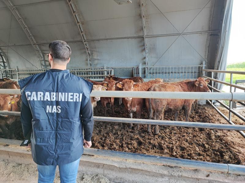 Carabinieri NAS Pescara: sicurezza alimentare, controlli filiere della carne - Foto