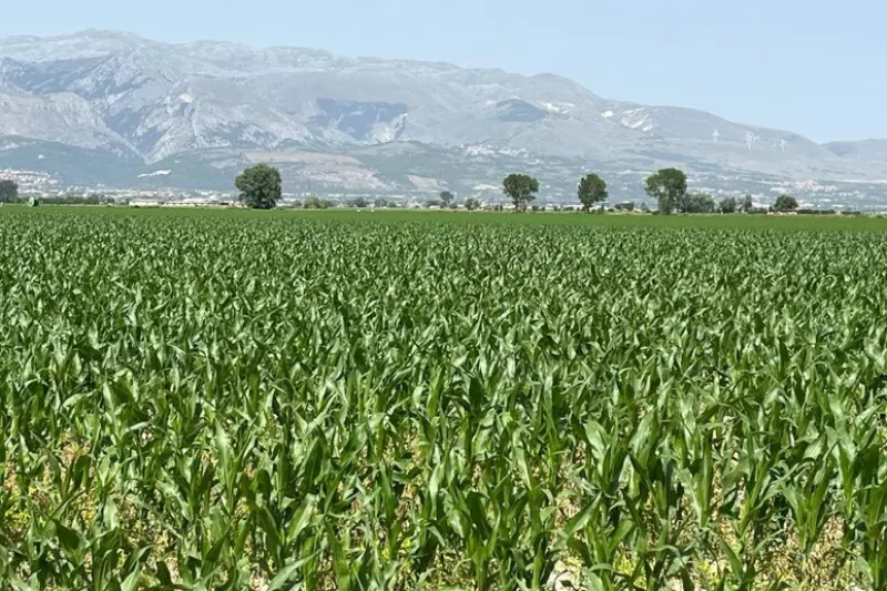 Agricoltura abruzzese in crescita: 30 milioni di euro di contributi per 42 aziende - Foto