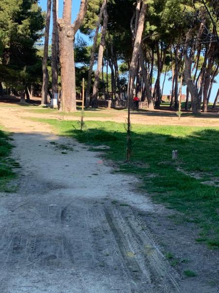 Pineto. Nuove piantumazioni con l’iniziativa “Dona un albero”  per incrementare il verde pubblico - Foto