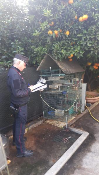 Roseto. Bracconaggio: sequestrati a un cacciatore esemplari di avifauna selvatica detenuti illegalmente - Foto