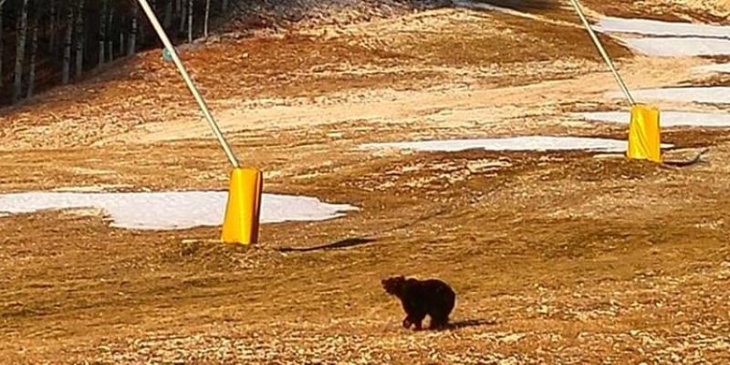 L'orso Carrito in cerca della neve a Roccaraso - Foto