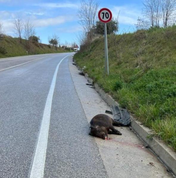 Avvistato un cinghiale investito lungo la statale 81, in direzione Campli - Foto