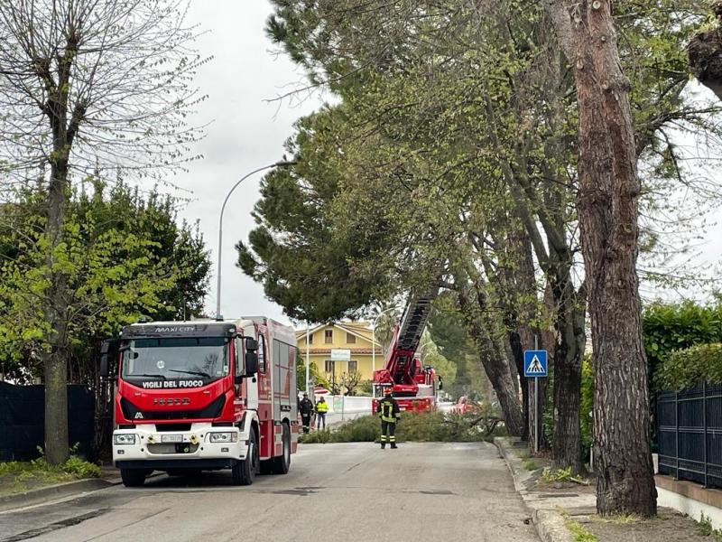 Sant'Egidio alla Vibrata, pino pericolante: intervengono i vigili del fuoco - Foto