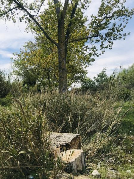 Stato di abbandono delle sponde del fiume Vomano: problemi di sicurezza - Foto