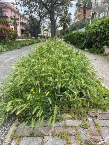 Appello di Confido al Comune: “a Pescara è emergenza forasacchi" - Foto