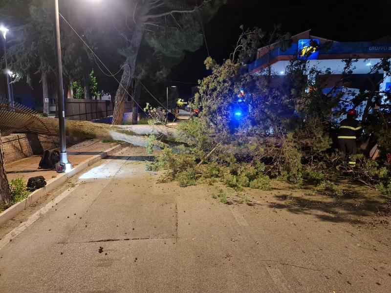 Atri. Cade un cipresso di 10 metri in viale Risorgimento - Foto