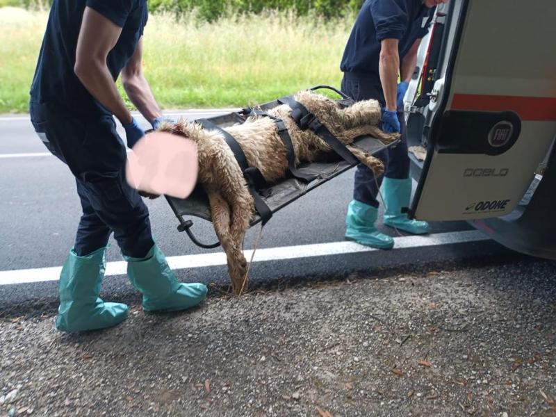 Bastonata a morte e gettata nel Vibrata: il massacro di una cagnolona e i suoi cuccioli - Foto