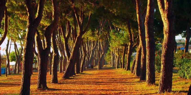 A Roseto "La conservazione delle pinete litoranee abruzzesi" - Foto