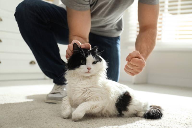 Teramo. Getta un gattino giù da una scarpata: denunciato un uomo - Foto