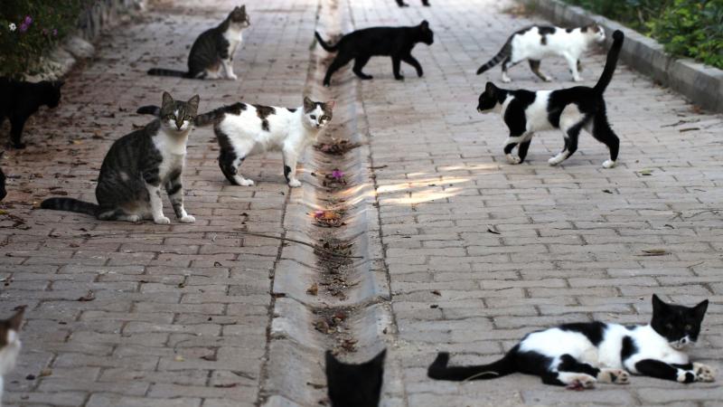 Ass.ne Qua La Zampa: "le associazioni locali non possono più accogliere cucciolate di gattini" - Foto