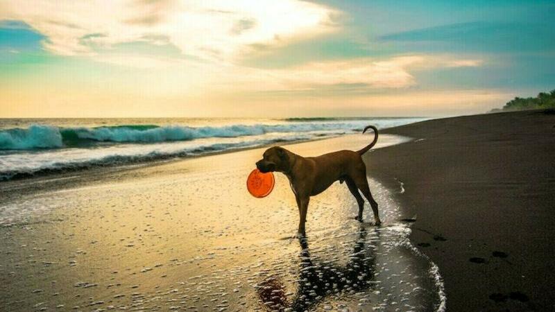 Cani in spiaggia. Animalisti Italiani: "il comune di Giulianova fa ostracismo" - Foto