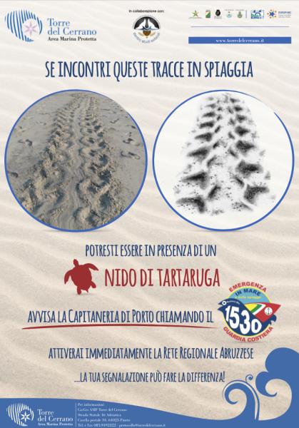 Tutela delle nidificazioni delle tartarughe marine nelle spiagge dell’AMP - Foto