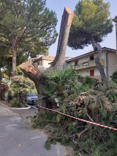 Crollati due pini sul lungomare di Silvi - Foto