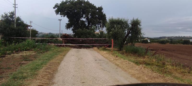 Sant'Omero, cade una grande quercia a causa del maltempo pomeridiano - Foto