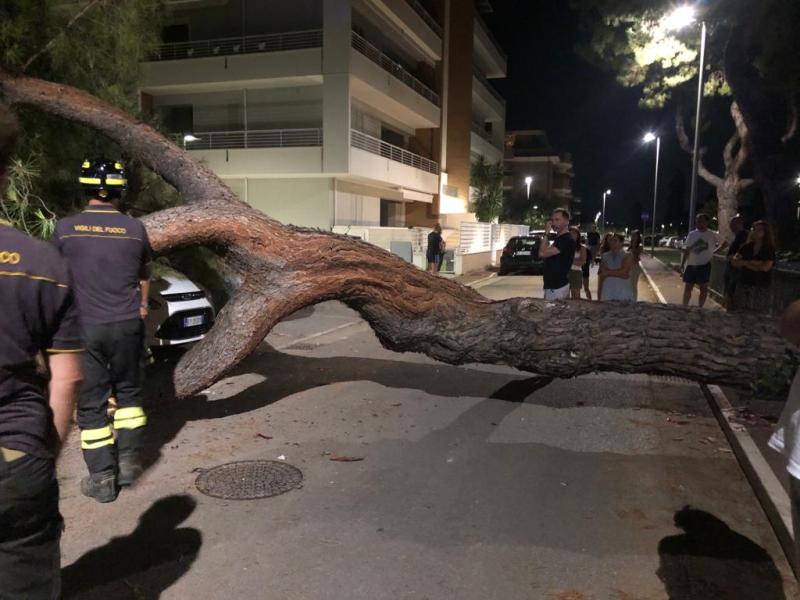 Roseto. Cade un pino e si abbatte su tre auto in sosta - Foto