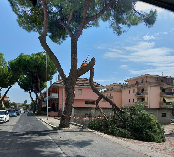 Martinsicuro. Cade un ramo sul ciglio della strada - Foto