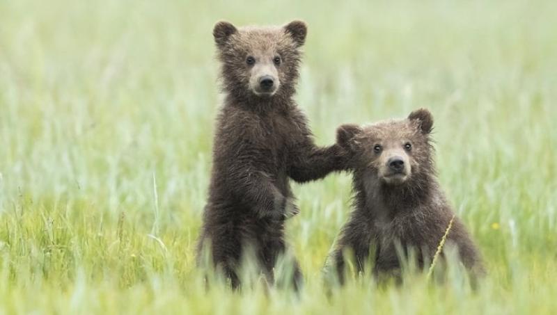 I cuccioli di Amarena stanno bene - Foto