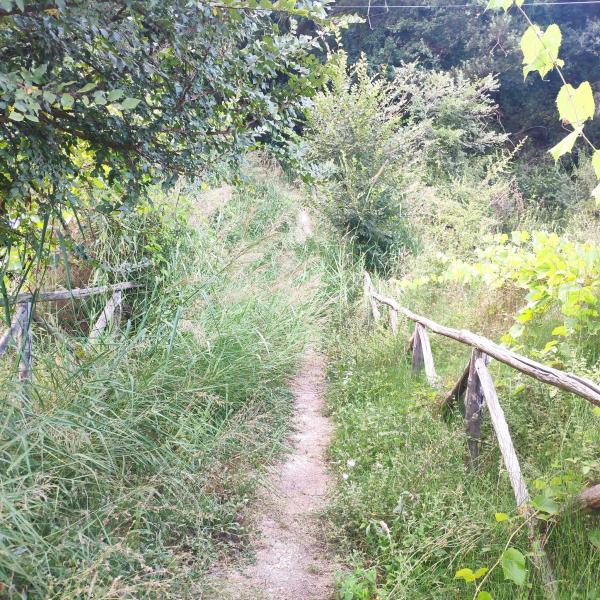 Erba alta e vegetazione incolta sul lungofiume Tordino: il tratto verso la Cona è impraticabile - Foto