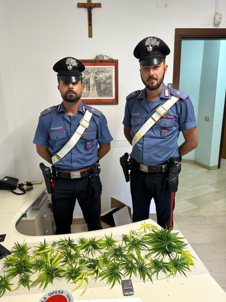 Roseto. Perquisizione domiciliare per un giovane: trovata una piantina di cannabis - Foto