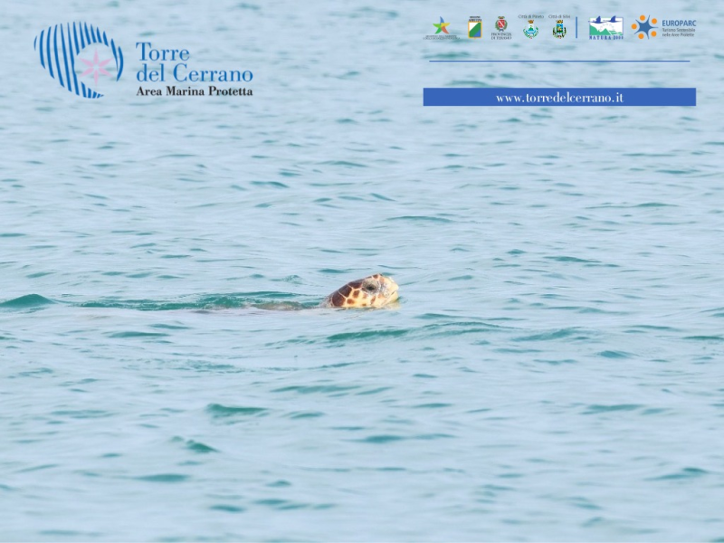 Numerosi gli avvistamenti delle tartarughe Caretta caretta monitorate dall'AMP Torre del Cerrano - Foto