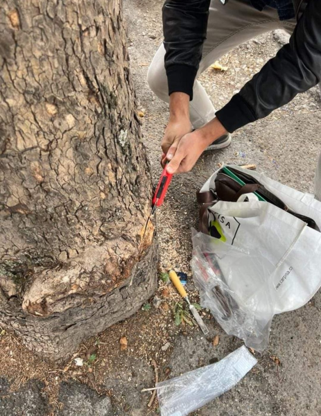 Viale Bovio. Dopo la caduta di una pianta, oggi il campionamento dei platani - Foto