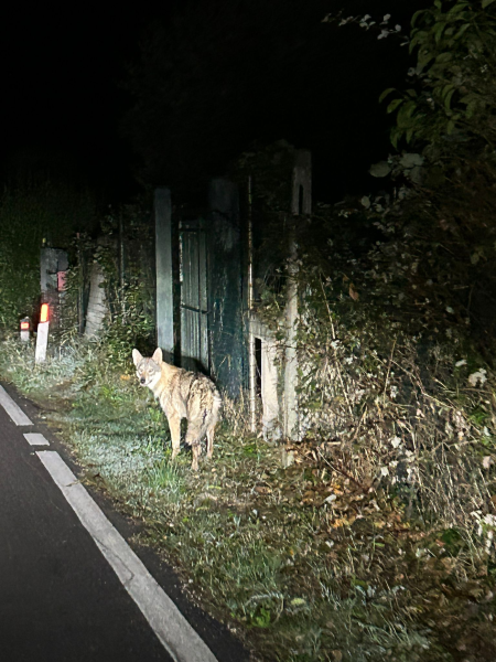 Avvistato un lupo lungo la strada tra Teramo e Torricella - Foto