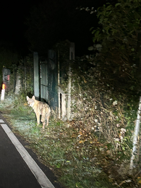 In sicurezza il lupoide trovato nella zona della Cona - Foto