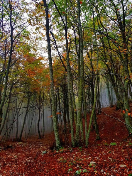 Arsita. Arriva la "Castagnata e Foliage" - Foto