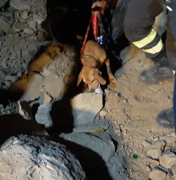 Liberato uno dei due cani bloccati in un cunicolo di 11 metri nel bosco di Casanova di Cortino - Foto