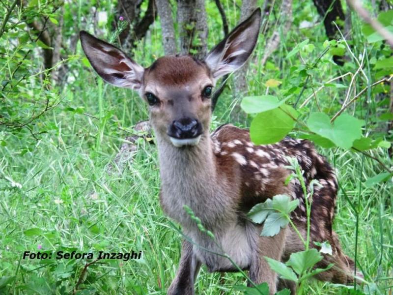 L’Abruzzo apre la caccia al cervo e al capriolo. Il WWF: “grave danno per la fauna e per l’immagine della regione” - Foto