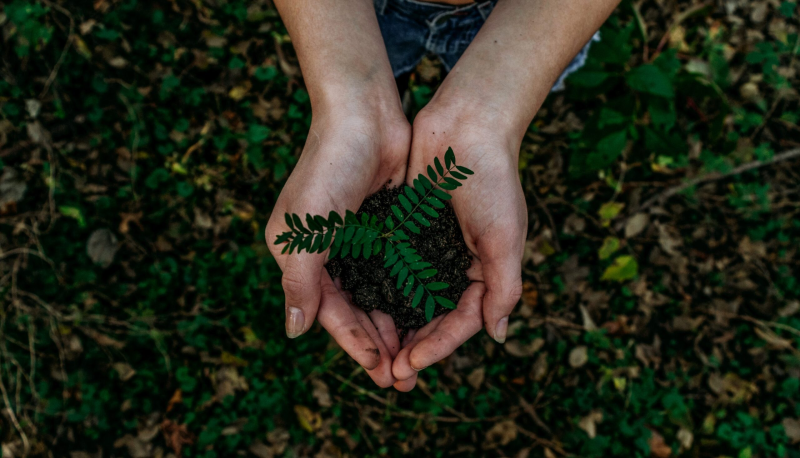 Insieme per Nereto: “Richiesta di piantumazione nuovi Alberi: un gesto d’amore" - Foto