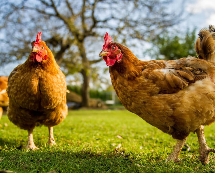 Furto di galline e resistenza alla Forza Pubblica. Condannato un 50enne - Foto