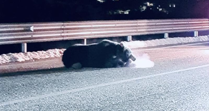 È morto Juan Carrito, l’orso marsicano simbolo dell’Abruzzo - Foto