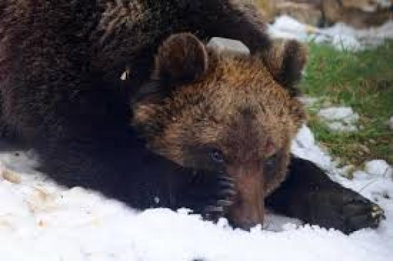 Fiaccolata per l'orso più amato d'Abruzzo - Foto