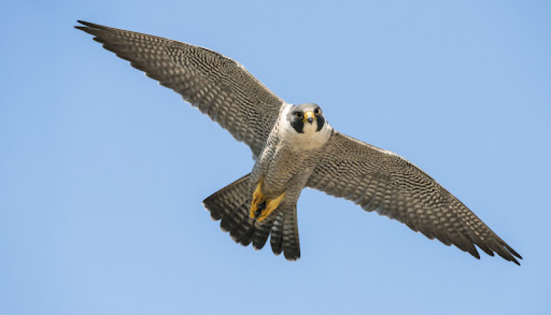 Attenzione al falco pellegrino nella zona di Colleparco: potrebbe essere ferito - Foto