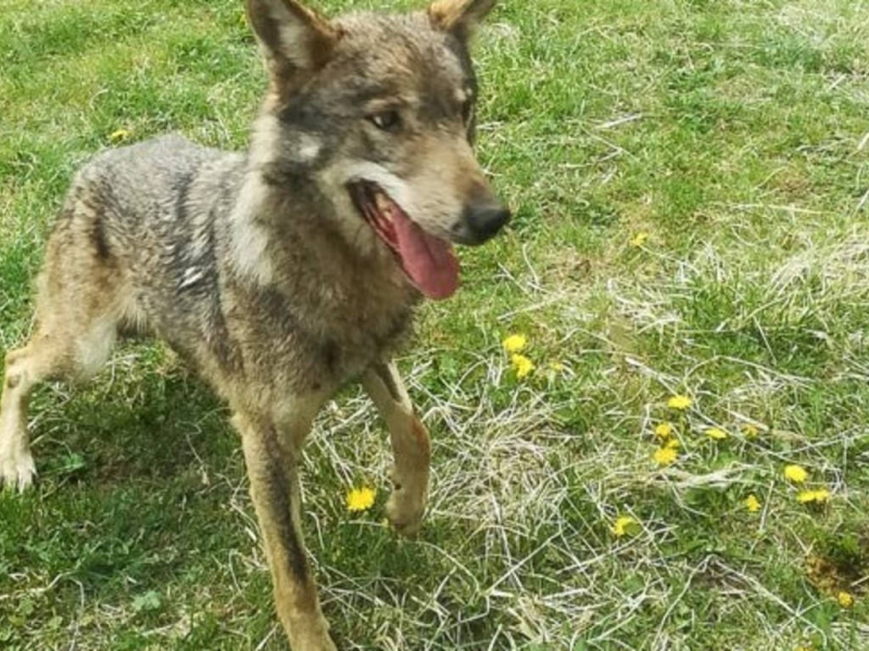 Lupa investita e uccisa a Roccaraso - Foto