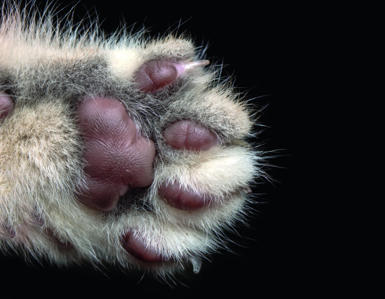 Fanno esplodere dei petardi per uccidere sei gattini - Foto