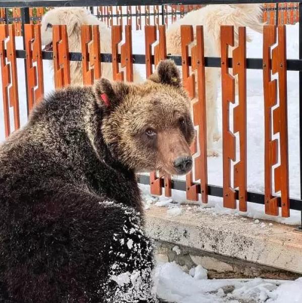 Morte di Juan Carrito. Sottanelli: “un’interrogazione parlamentare sui problemi di sicurezza degli animali a rischio” - Foto