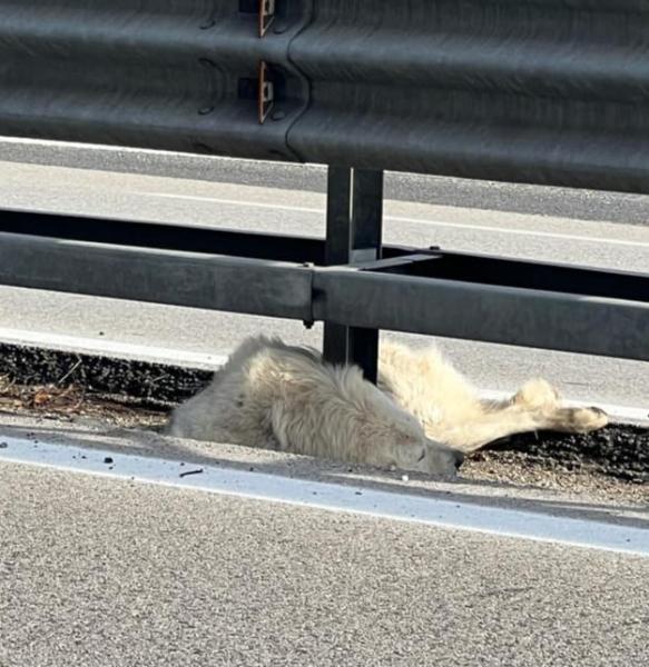 Investito un pastore abruzzese lungo la Teramo- mare - Foto