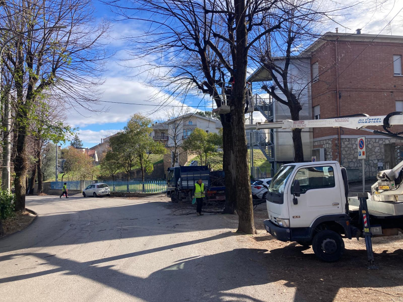 Potatura dei tigli su via Cavour, attenzione a dove si parcheggia l’auto - Foto