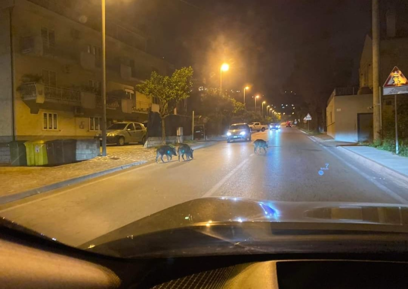 Vasto. Avvistati cinghiali in giro per la città - Foto