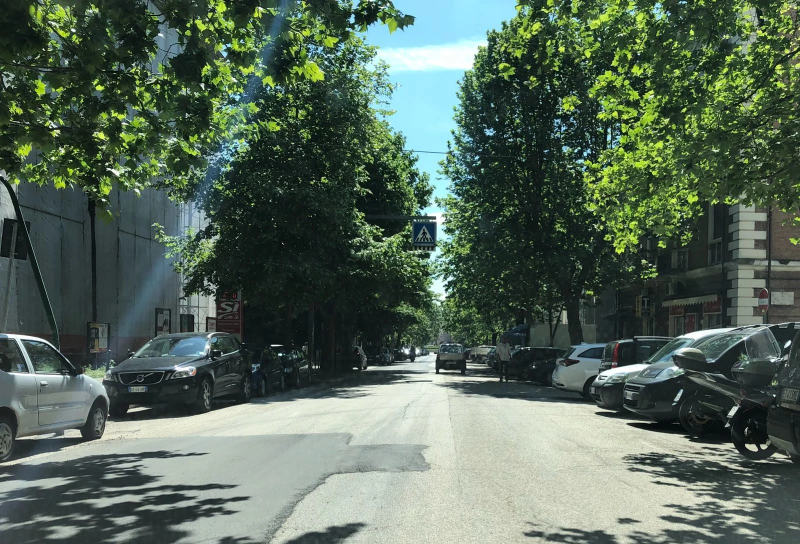 Potatura degli alberi lungo viale Bovio: domenica divieto di sosta su un lato - Foto