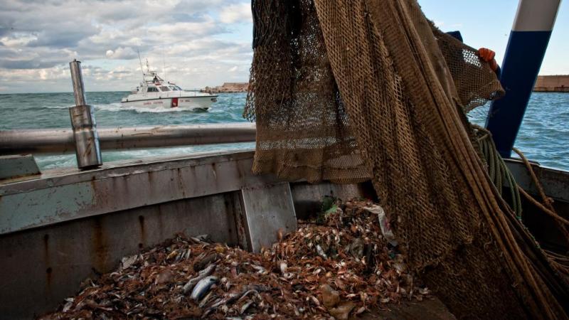 Sequestro per 760 kg di prodotti ittici e sanzioni per 74 mila euro: l'attività repressiva della Direzione Marittima di Pescara - Foto