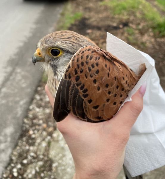 I cittadini di Ancarano salvano un falco gheppio accasciato in mezzo alla strada - Foto