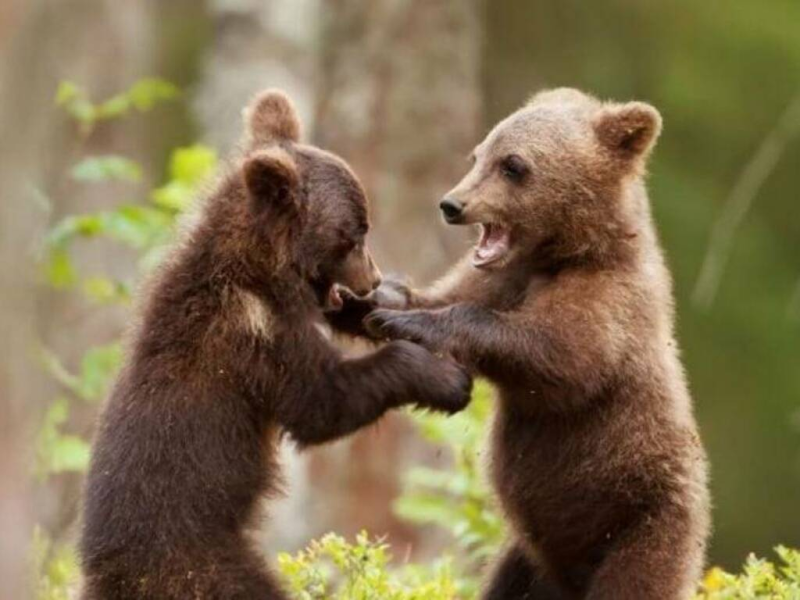 Cuccioli Amarena: usciti dal letargo e stanno bene - Foto