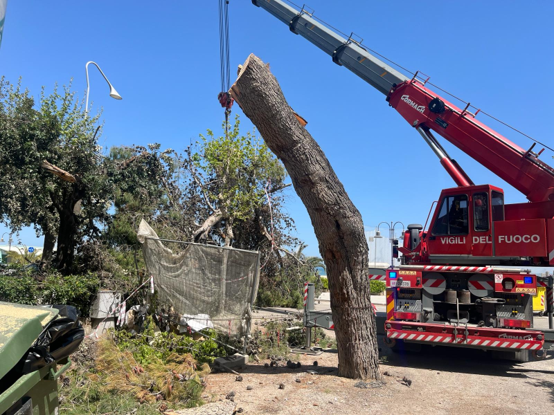 Giulianova. Si spezza e cade a terra un pino di 15 metri - Foto