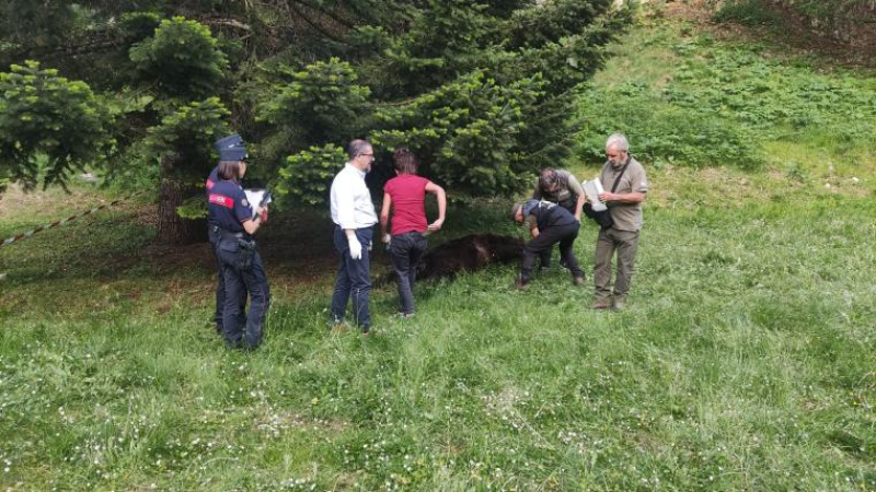 Ritrovato senza vita un orso all'interno della Foresta Chiarano-Sparvera, nel territorio di Scanno - Foto