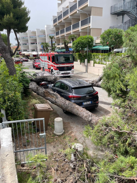 Villa Rosa. Un pino di 20 metri si abbatte su tre auto: nessun ferito coinvolto - Foto