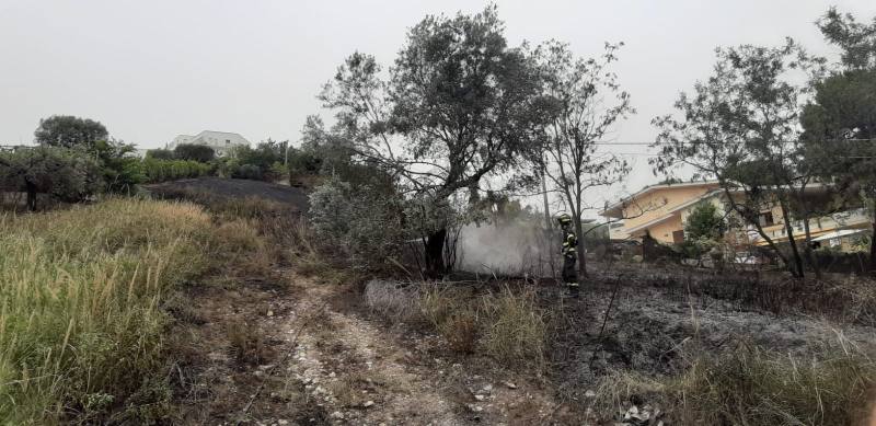 Tortoreto. Prende fuoco circa un ettaro di terreno tra sperpaglie e uliveti - Foto